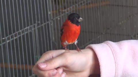 Classical Red Siskin Singing