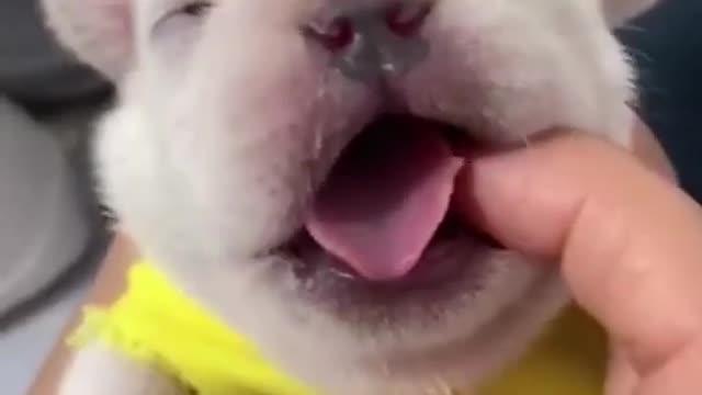 Funny Animal Videos #26