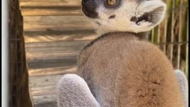 Do you know what kind of monkeys they are? The tail is black and white