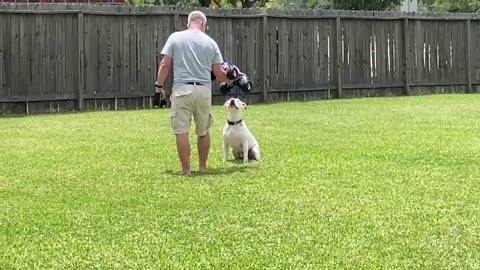 Pitbull vs Bigfoot