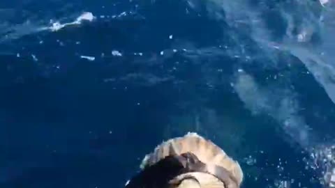 Shark almost bites her head off .