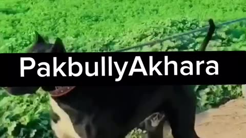 Black bully dog