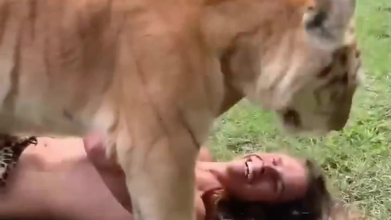 Arula the Golden Tabby tiger #shorts #rumbleshorts