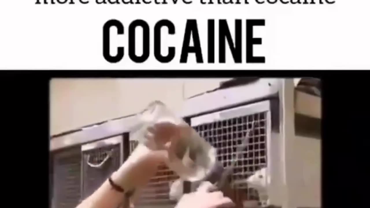 Sugar is more addictive than cocaine