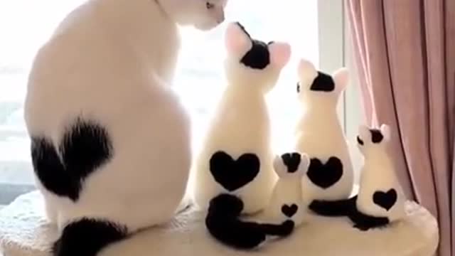 Lovely Cute Cat Funny Funny Family video