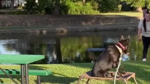 Black GSD Holds Place Command at the Park with Distractions!