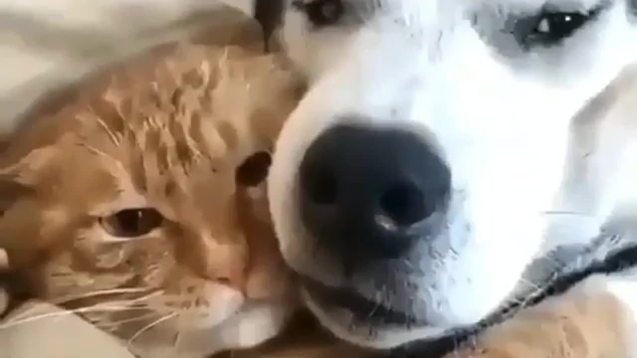 Cat and dog great couple so cute omg 😳😱