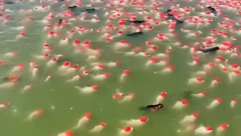 This is a beautiful and charming water-dwelling species