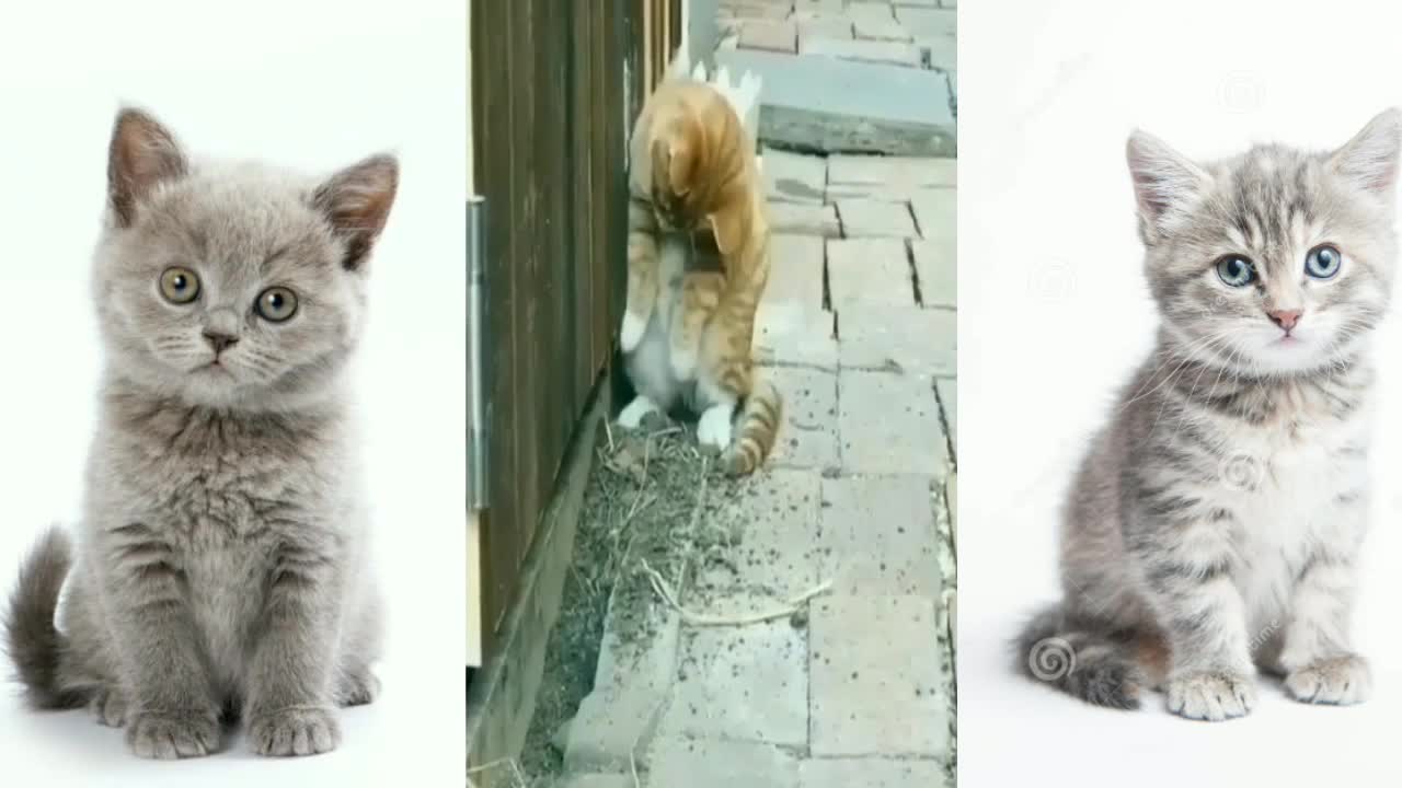 Cute funny baby cat video