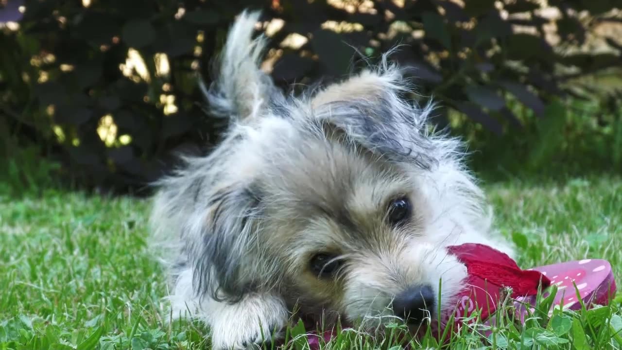 Por que dar uma coleira com identificação para o seu pet?