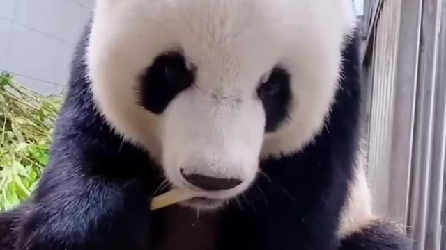 Pandas eat bamboo shoots