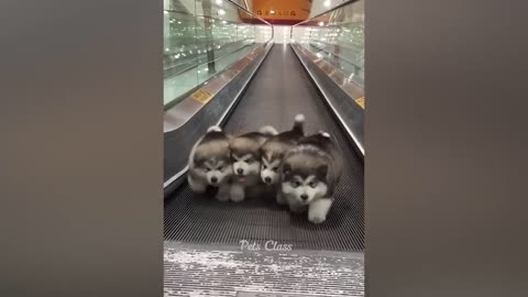 Funny Cats & dogs Videos