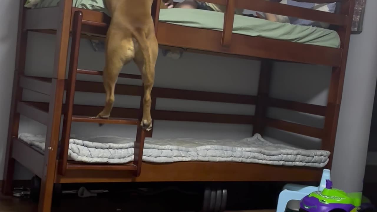 Dog Climbs Onto Top Bunk To Be With His Favorite Human