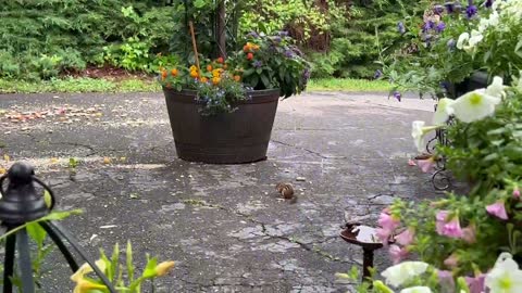 May 2022 - chipmunk in the garden