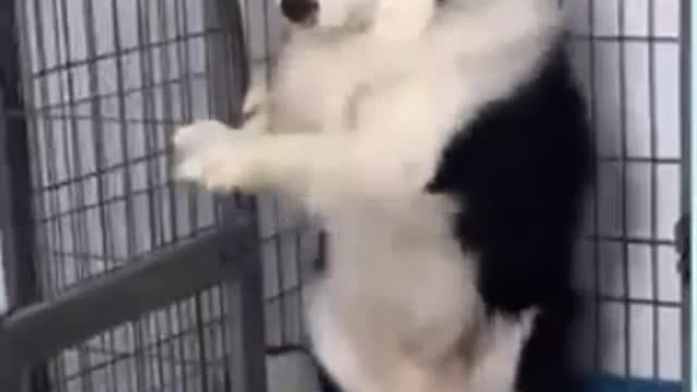 You will laugh at all the DOGS 🤣 Funny DOG Videos 😂🐶Part1