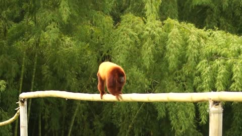 the monkey groped