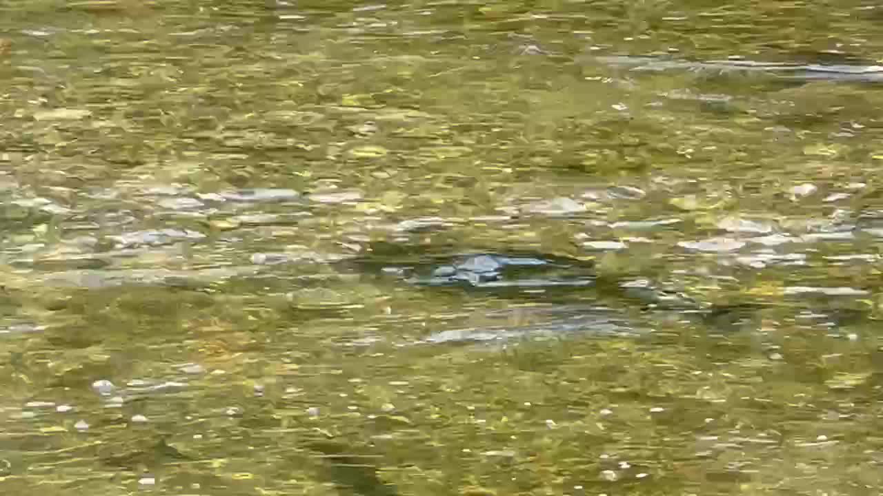 Big Salmon Humber River Toronto