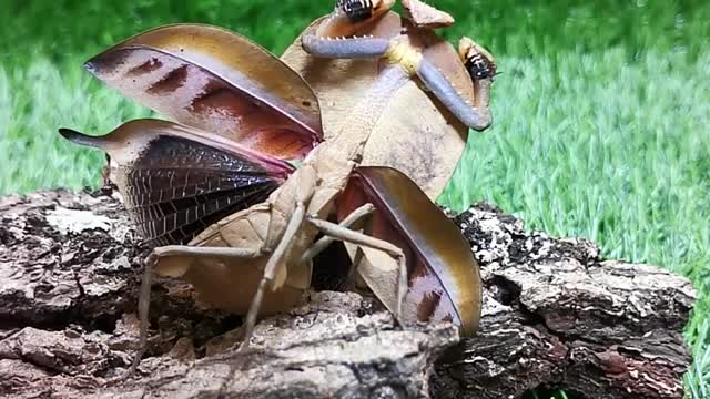 Martial Art Mantis