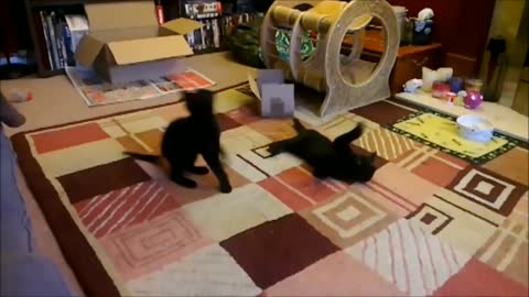 Kittens thrilled to discover toys at their new rescue home