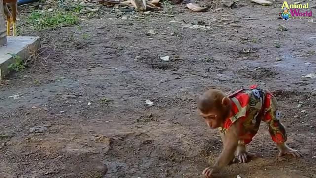 world of wild animals Monkey Meeting King Lion