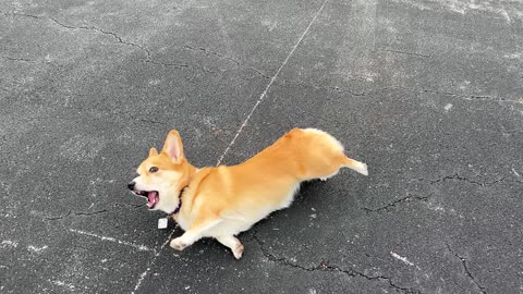 Bulleit the Corgi Plays Dead Like a Master