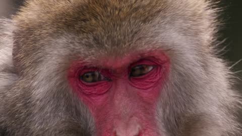 Japanese Macaques Likely Keep Their Aging Minds Active w Games 🐵 Animals at Play Smithsonian