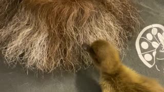 Duckling Likes Sleeping in Guys Beard