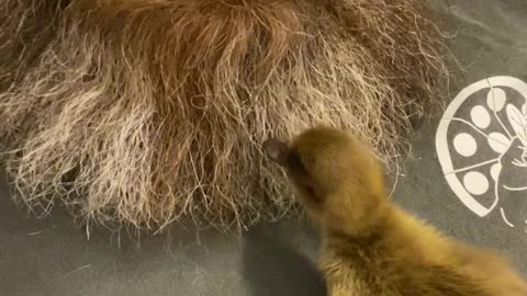 Duckling Likes Sleeping in Guys Beard