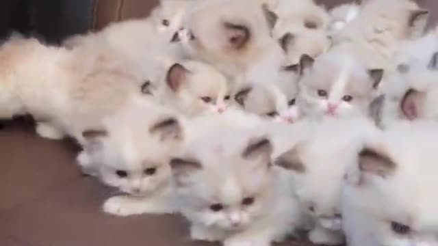 Where to get so much cuteness?