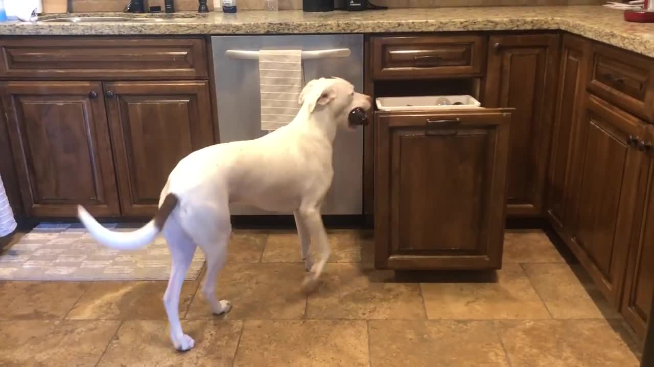 These Cute Dogs Are The Best Clean-up Crew