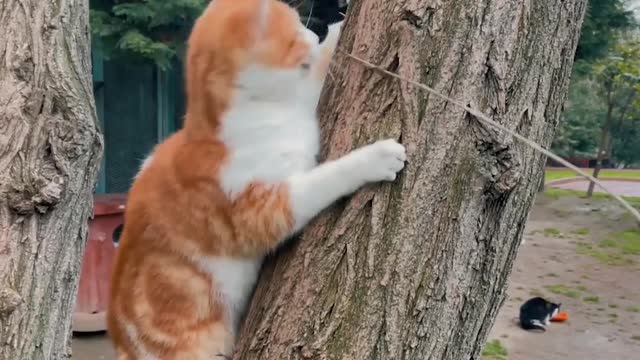 Cat Playing on a Tree Trunk