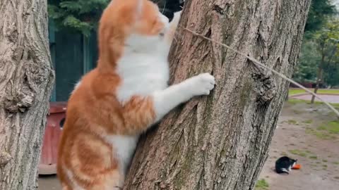 Cat Playing on a Tree Trunk