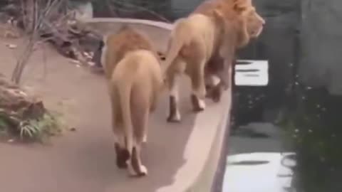 What will two lions do together?