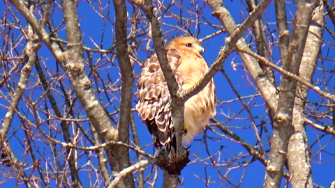 Red-shouldered hawk