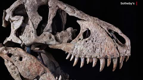 T Rex skull purchased for $6 million