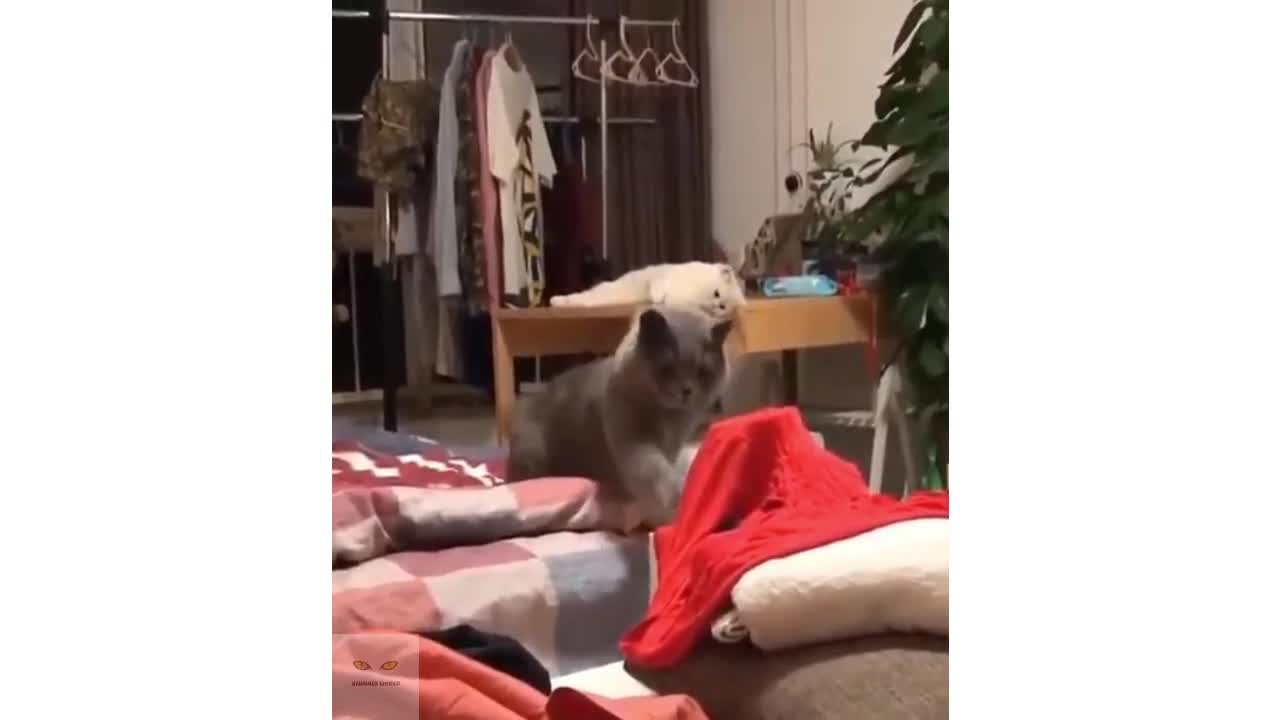 Funny cats videos