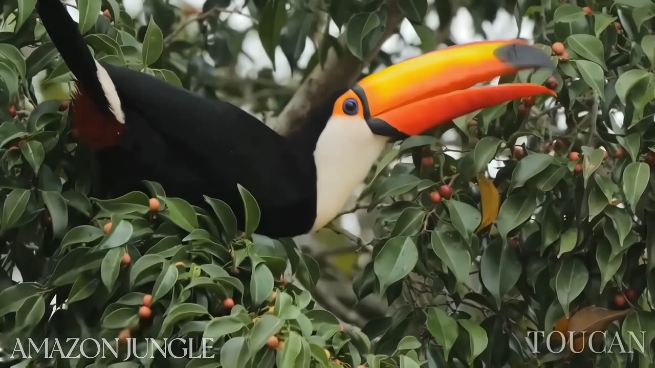 Amazon Toucan