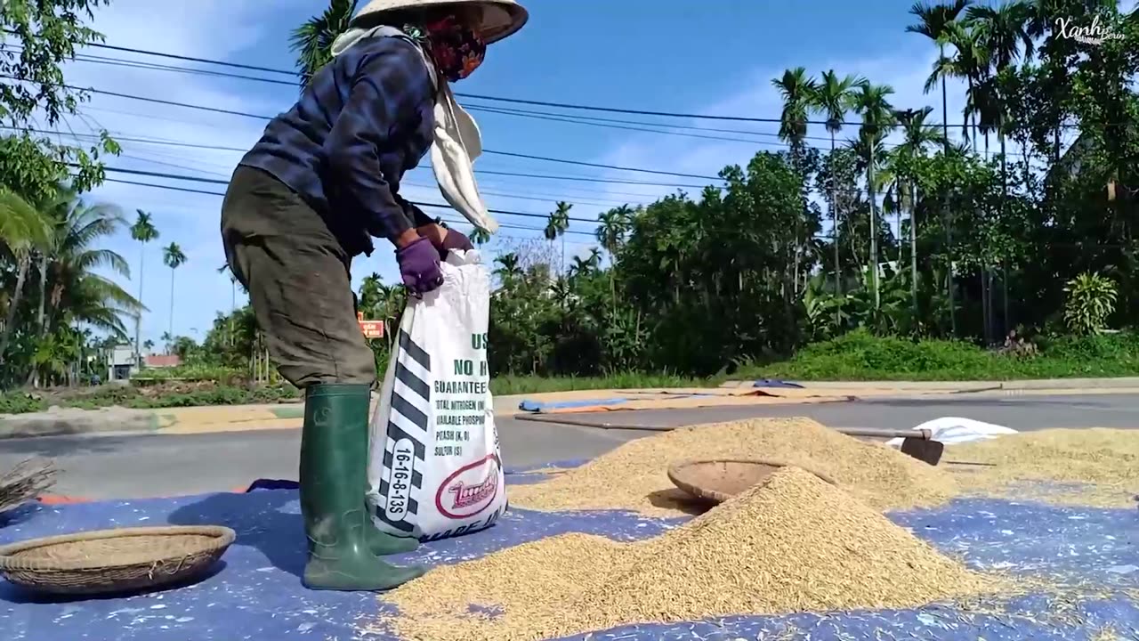 Vietnamese rice plants (Part 2)