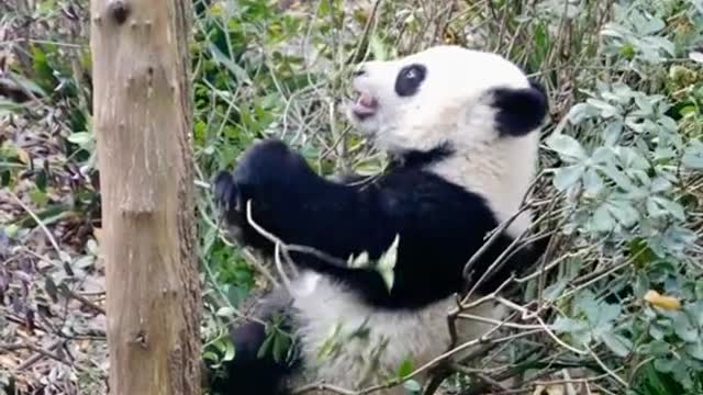 Xiong Bao, is this little tree fork easy to sit on