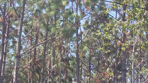 Hurricane Idalia Damage to trees