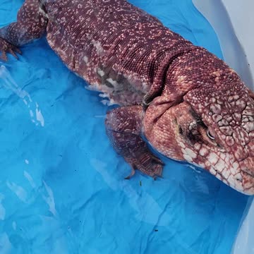 Little Girl Swimming With Giant Lizard!