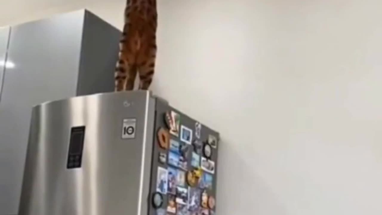 TRY NOT TO LAUGH 😆 Best Funny Videos Compilation 😂😁😆