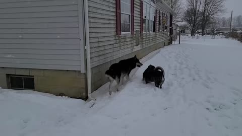 Wolf-hybrid and Blue heeler winter play