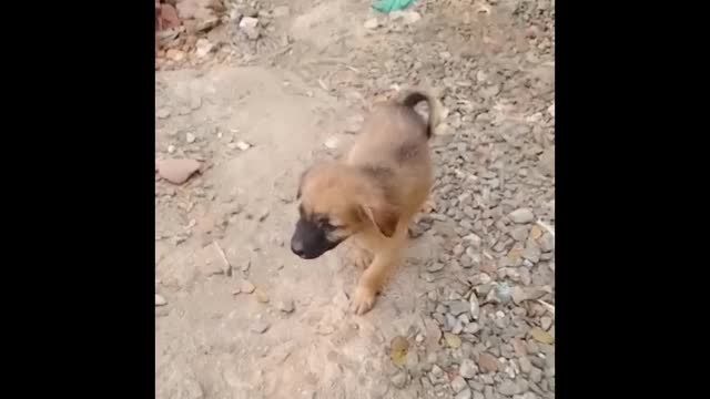 Cute puppy 🐶