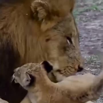 Let daddy rest for a minute you two 🤣