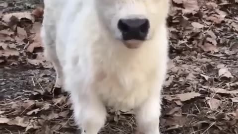 Cute cow baby viral video