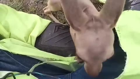 kangaroo baby rescue