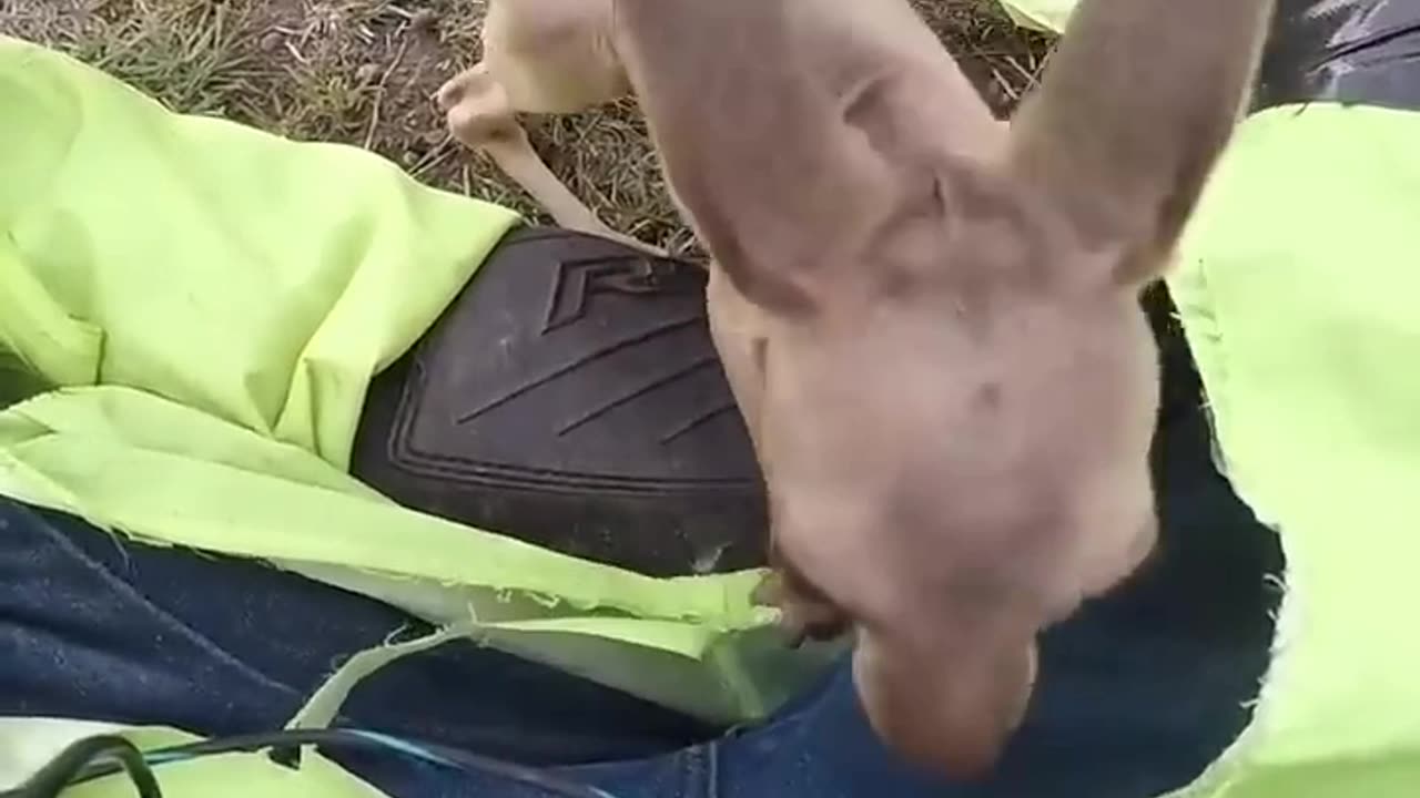 kangaroo baby rescue