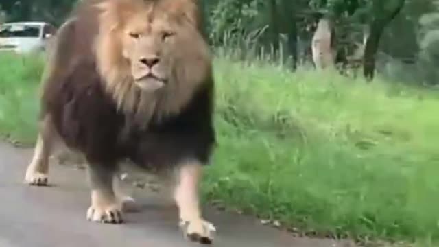 Lion training