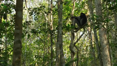 Letting Go With Lemurs - Breathe | Mindful Escapes | BBC Earth